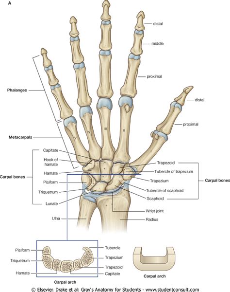 Pin By Michelle Thompson Mendoza On Health Anatomy Bones Human Hand