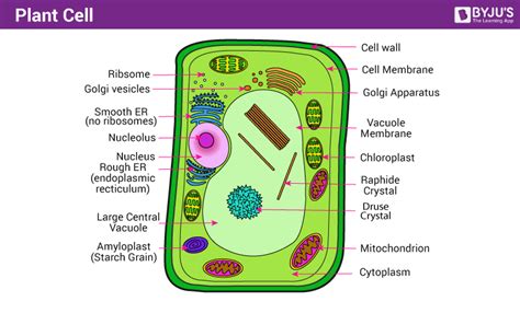 Rbse Class 9 Science Chapter 6 Structure Of Living Organism Solutions