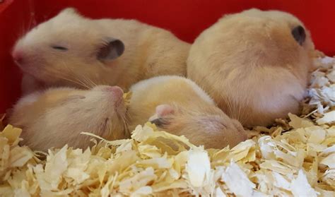 Baby Hamsters Pets Life Corunna
