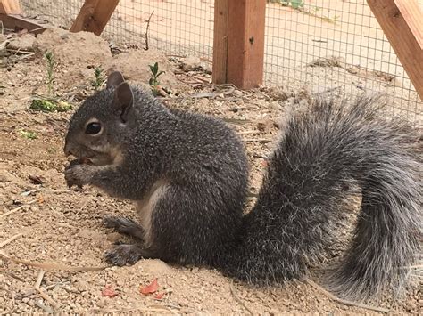 Patient Western Grey Squirrel Wildlife Images Rehabilitation And