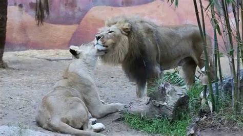 Lions Showing Affection And Kissing Each Other La Zoo Hd Youtube