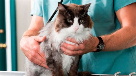 Qué vacunas son obligatorias en gatos