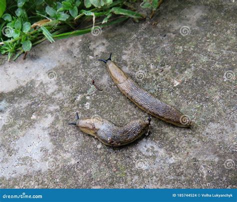 Two Slugs Crawl To The Grass Stock Photo Image Of Color Natural