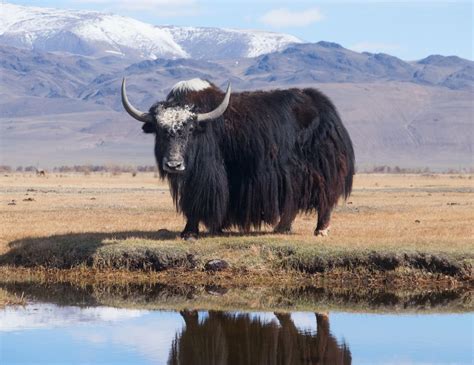 What Is A Yak 8 Spectacular Facts About Yaks