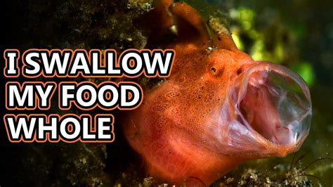Frogfish Facts Lightning Fast Eating Animal Fact Files Youtube