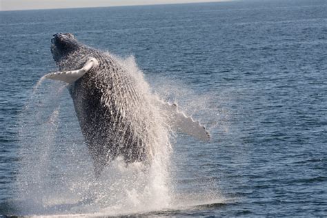Humpback Whale Sightings On The Rise Researchers Say