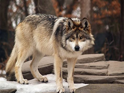Mexican Gray Wolf Population Drops In Annual Count Knau Arizona