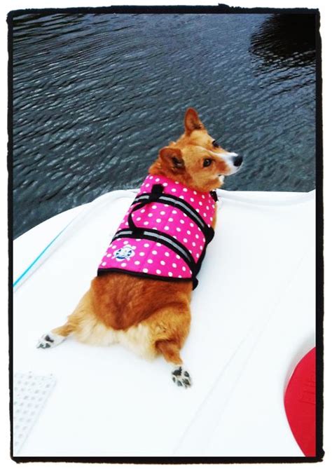 I'm the breeder behind top shelf corgis and frenchies located in our dogs are a huge part of our family; splooshed corgi in a pink polka-dotted life jacket | Corgi ...
