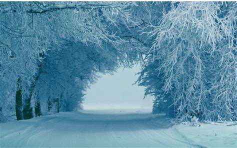 Winter Snow Trees Ice