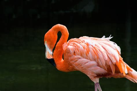 Flamingo Bird Pink · Free Photo On Pixabay