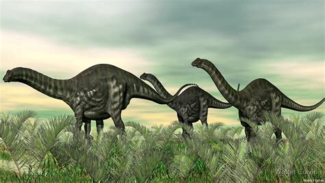 Apatosaurus is a dinosaur which lived approximately 150 million years ago during the jurassic period. "Apatosaurus" by Walter Colvin | Redbubble