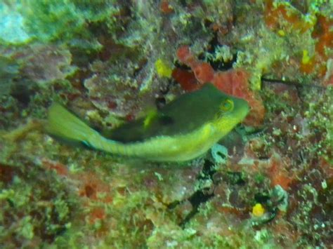 Sleitch Image Of The Sharpnose Puffer Whats That Fish