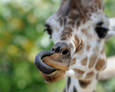 Where To See Giraffes In Africa