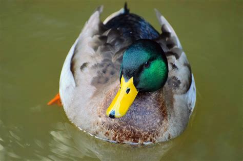 Mallard Anas Platyrhynchos Free Stock Photo Public Domain Pictures