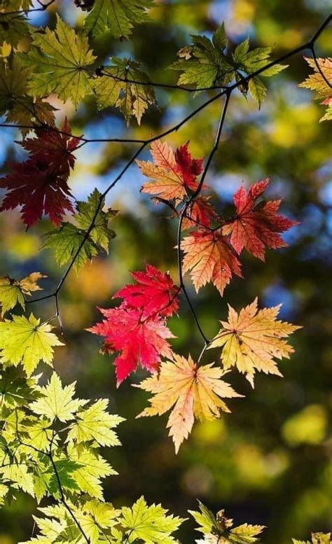 Pin By Joanne Ayotte On Autumn Magic In 2023 Nature Photography Trees