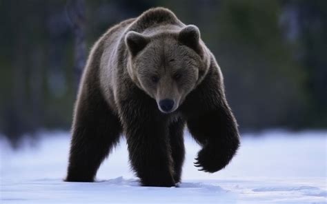 We did not find results for: Wallpaper : animals, snow, wildlife, bears, fur, Grizzly ...