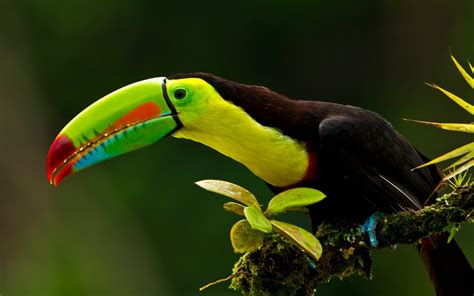 Keel Billed Toucan Known As Sulfur Breasted Toucan Rainbow Is Colorful