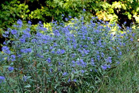 Un Jardin Bleu Pour Les Vacances