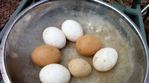 What should i feed laying guinea hens? Guinea fowl eggs! - YouTube