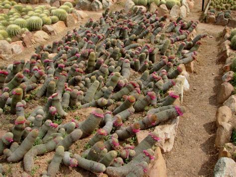 Free shipping on your first order shipped by amazon. Prickly Palace Home