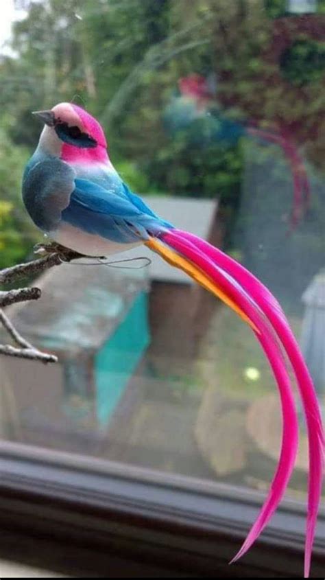 Wow He Is Absolutely Gorgeous Love His Very Long Hot Pink Tail 🐦