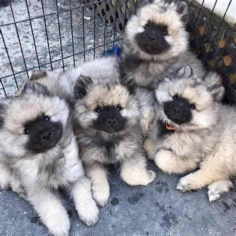 Keeshond Puppies For Sale Keeshond Breeder Keeshond Puppies For