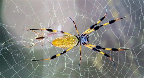 Banana Spiders What You Need To Know Ehrlich Pest Control