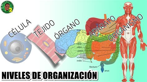 Niveles De Organizaci N Interna De Los Seres Vivos Youtube