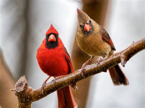 Do Cardinals Mate For Life Birdfact
