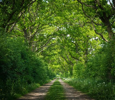Free Picture Road Tree Nature Wood Landscape Environment Road