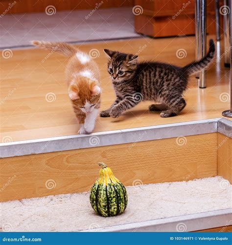 Two Adorable Kittens Playing Together Stock Image Image Of Charming