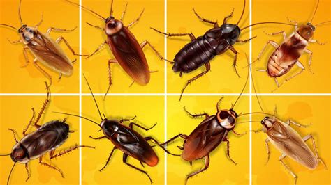 8 Types Of Roaches With Pictures A Pest Identification Guide Cockroach Facts