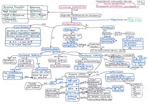 Mapa Conceptual De La Estructura Interna De La Celula 2020 Idea E Images