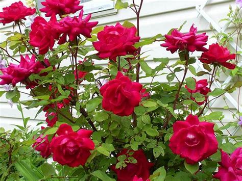 Tips Merawat Bunga Mawar Dan Melati Property145