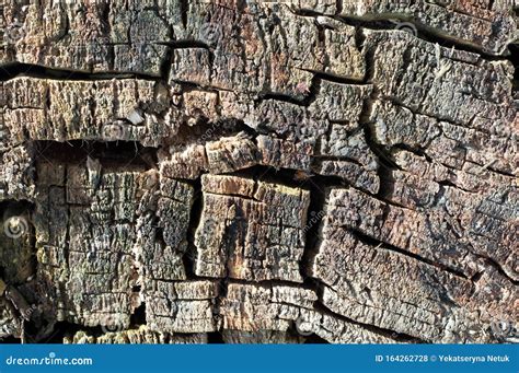 Cracked Pine Tree Trunk In Cross Section Stock Photo Image Of