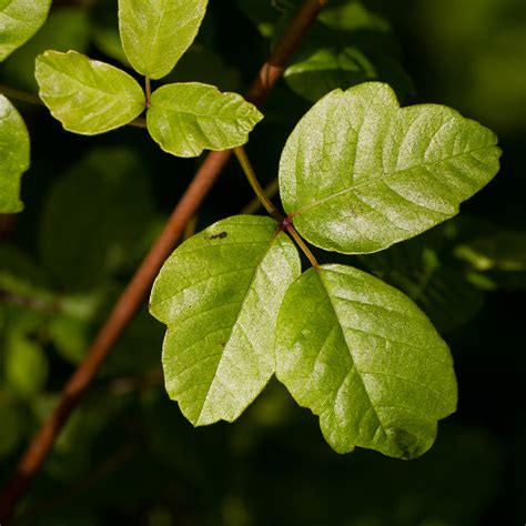Protect Yourself From Poison Oak Mccabes Landscape Construction