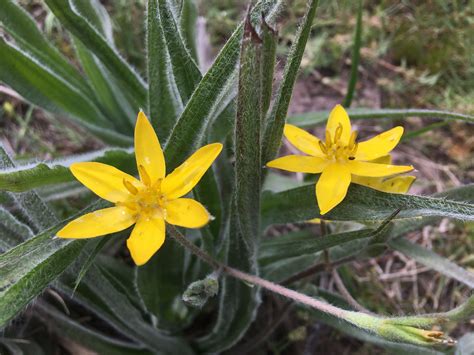 African Potato an indigenous medicinal botanical - Lady of the Herbs