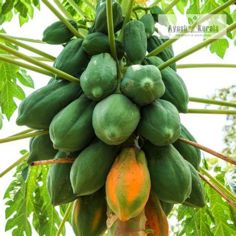 Buy Red Lady Papaya Carica Papaya Fruit Plant Kerala Nursery