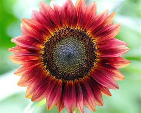Pin By Retta Kay On Flowers Sunflower Flower Sunflower Pictures