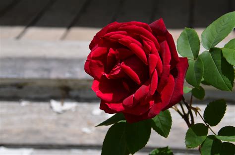 Free Stock Photo Of Beautiful Red Rose In Garden
