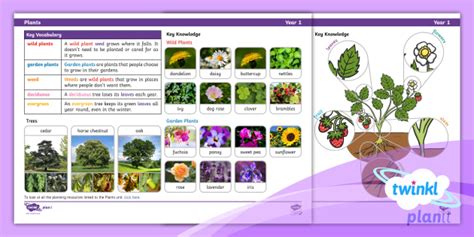 Science Knowledge Organiser Petals For Plants Year 1