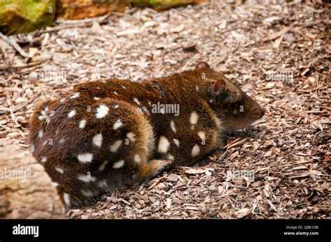 Spotted Tailed Quoll Australia Stock Photo Alamy