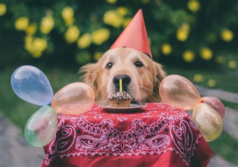 Dog With Happy Birthday Hat Collection Of Birthday Dog Png Pluspng