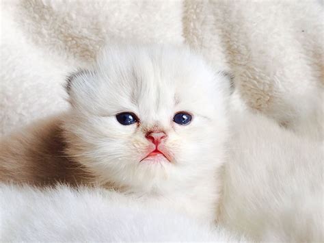 The british shorthair is the pedigreed version of the traditional british domestic cat, with a distinctively stocky body, dense coat, and broad face. British longhair seal golden tabby point - #cat #chat # ...