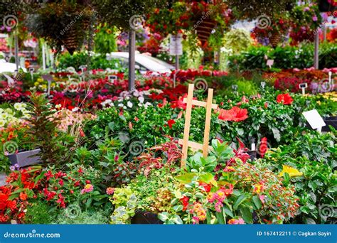 Colorful Flowers In An Outdoor Flower Market Stock Image Image Of