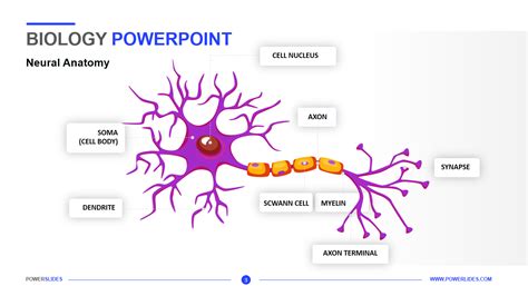 Biology Powerpoint Template 7000 Templates Powerslides™