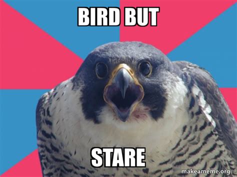 Bird But Stare Millennial Falcon Make A Meme