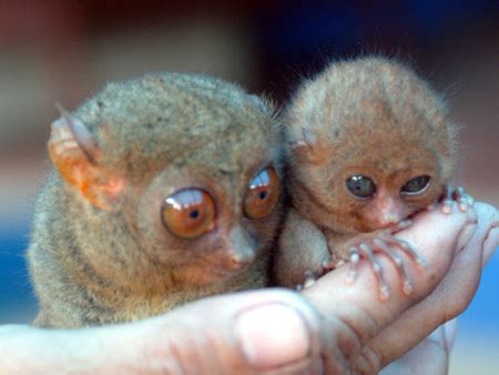 Furthermore, it's also a fact that some small animals have their eyes more significant than their brains. Tarsier | Animal Wildlife