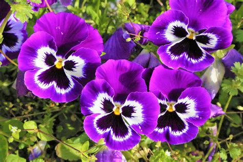 Flowers Spring Nature Free Photo On Pixabay