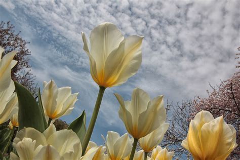 Tulipanes Blancos Imagen And Foto Concurso Naturaleza Primavera Cielo